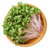 Everwilde Farms - 1 Lb China Rose Radish Seeds -