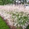 Shrub 2 Dappled Willow Trees/Shrubs - 6-12" Tall Seedlings -