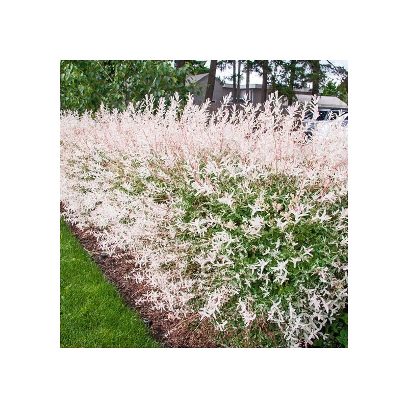 Shrub 2 Dappled Willow Trees/Shrubs - 6-12" Tall Seedlings -