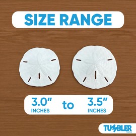 Tumbler Home White Sand Dollars 3"-3.5" - 10pcs - Wedding Seashell Craft Sandollars- Hand Picked and Professionally Packed