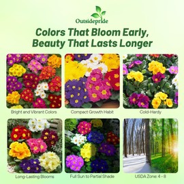 Outsidepride Danova Grower Mix Common Primrose Seeds - 50 Pcs Annual, Hardy, Easy to Grow & Low Maintenance Flower Seeds for Planting Vibrant Soft Blooms, for Containers, Borders & Erosion Control
