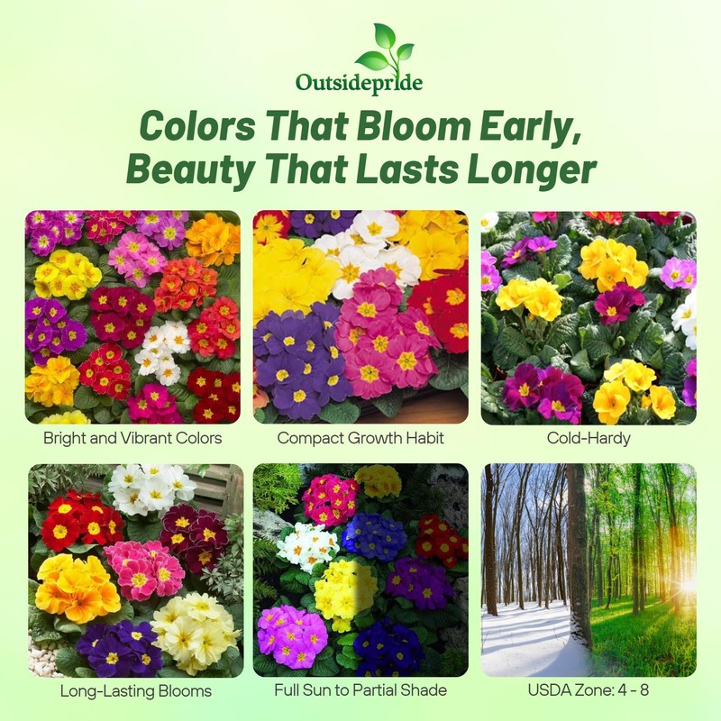 Outsidepride Danova Grower Mix Common Primrose Seeds - 50 Pcs