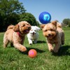 Anvgok Vibrating Bouncing Moving Shaker Ball Pet Toy for Dogs