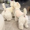 2Pcs Cooling Shirts for Small Dogs, Sleeveless Dog Vest, Lightweight