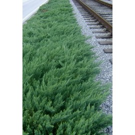 Parsoni Juniper | 1 Extra Large 3 Gallon Plant | Healthy Drought-Resistant Evergreen Shrub - Ideal for Bonsai, Ground Cover, and Outdoor Landscaping Ð Easy-Growth Variety