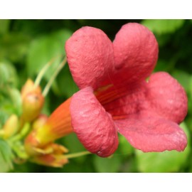 Buy Rare Seeds Campsis radicans Flamenco | Crimson Trumpet Vine | 10_Seeds