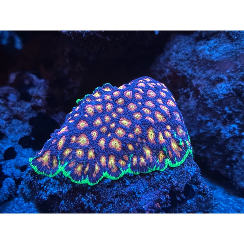 Perfect Corals Complete Trace System - 4 part - 1000