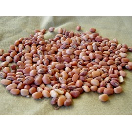 TomorrowSeeds - Iron and Clay Cowpea Seeds - 60+ Count - for 2025 Planting Southern Field Pea Cover Crop Brown Crowder Peas Cream Pea Forage Green Bean Non-GMO USA Vegetable Grow Your Own Home Farm