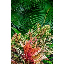 Palm fronds and Croton plants by Lisa S. Engelbrecht -