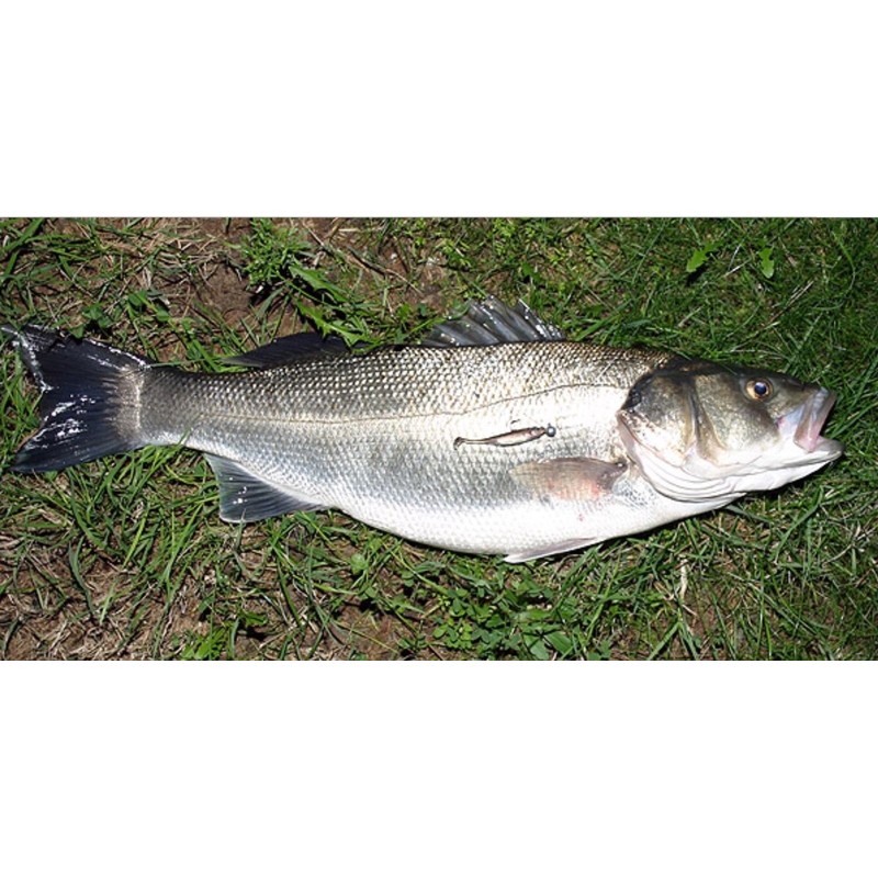 Fish Arrow Flash-J Split 3 Lure, 06 Kosan Ayu/S