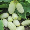 White Cucumber Seeds Vegetable White Cucumber for Planting Non GMO