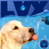 LYX Essential Hydration for Dogs – Electrolyte & Nutrient Water