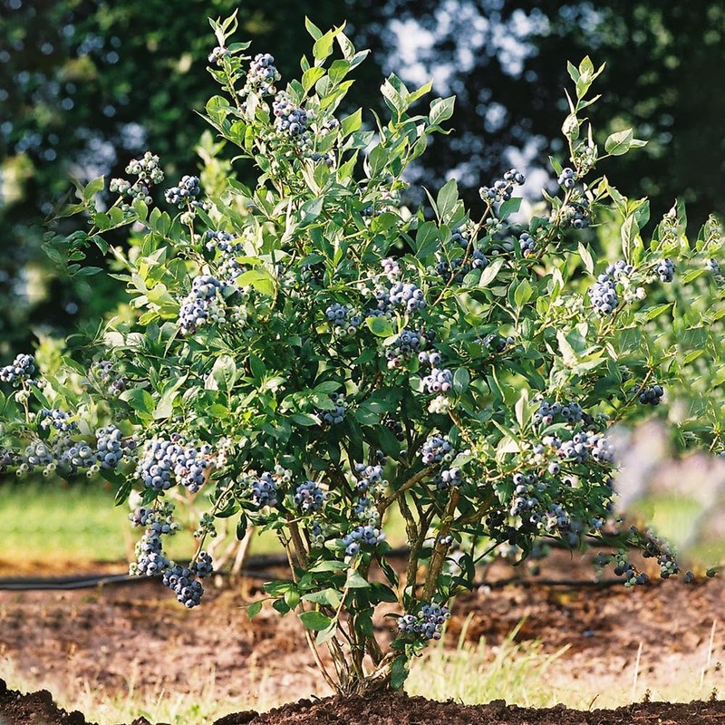 Premier Blueberry Bush, Rabbiteye, 2-3 ft Plant Height, 5 gal.