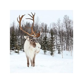 Marie Curie Photographic Reindeer Christmas Cards - Pack of 10
