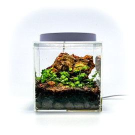 Generic Tiny Terrarium Kit for Springtails (4x4 inch) - BioActive Enclosure, Live Tropical Plants, LED Grow Light, Soil & Drainage, White