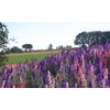 1000 Delphinium Rocket Larkspur Seeds Giant Imperial Mix - Premium