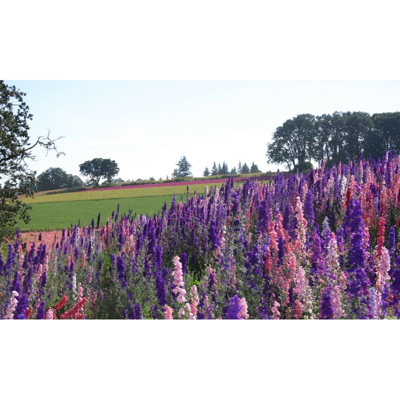 1000 Delphinium Rocket Larkspur Seeds Giant Imperial Mix - Premium
