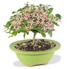 Brussel's Bonsai Live Barbados Cherry Bonsai Tree - Indoor Live