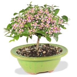 Brussel's Bonsai Live Barbados Cherry Bonsai Tree - Indoor Live Bonsai Tree with Ceramic Bonsai Pot