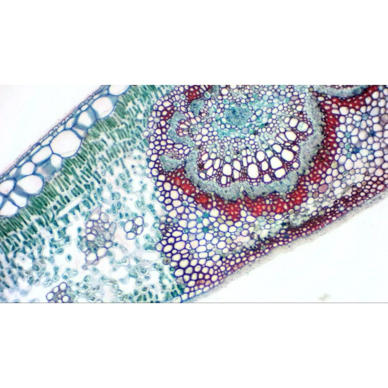 Bresser USB Microscope MicrOcular Telescope Camera Full HD Resolution, with