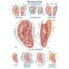 Erler Zimmer Anatomical Chart Ear Acupuncture Teaching Aid 2 Sizes