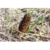 NIKA SEEDS - Spores Black Morel Mushrooms for Planting on