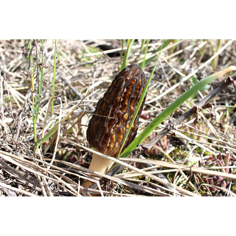 NIKA SEEDS - Spores Black Morel Mushrooms for Planting on