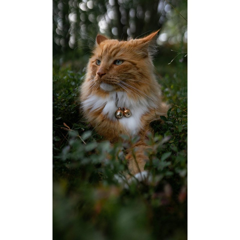 Beau's Bells 2 Extra Loud Cat & Dog Bells |