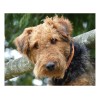 Airedale Terrier Dog 8x10 Photo On 8.5" x 11"