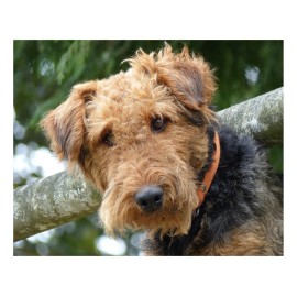 Airedale Terrier Dog 8x10 Photo On 8.5" x 11"