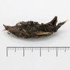 Extra Large Barn Owl Pellets Pack of 20 and Bone