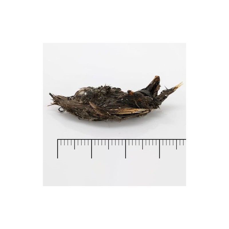 Extra Large Barn Owl Pellets Pack of 20 and Bone