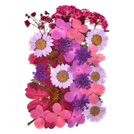 Fiori secchi pressati naturali per Scrapbooking artigianato pressato fiore decorativo misto cinque stili per fai da te arte decorazioni floreali decorazioni (viola)