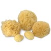 Natural Sea Sponges for Bathing: 5pc Gift in Premium Bag