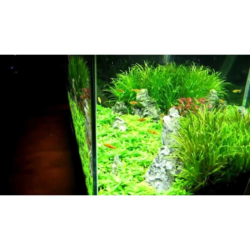 Finnex FugeRay Planted Aquarium LED Light Plus Moonlights, 24-Inch