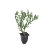 Juniper Angelica Blue - 20 Live Plants - Juniperus Chinensis