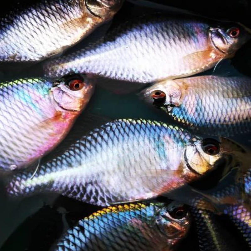 TIEMCO Mono Thread Evolution No. 0.2 0.0075 mm 0.34 kg