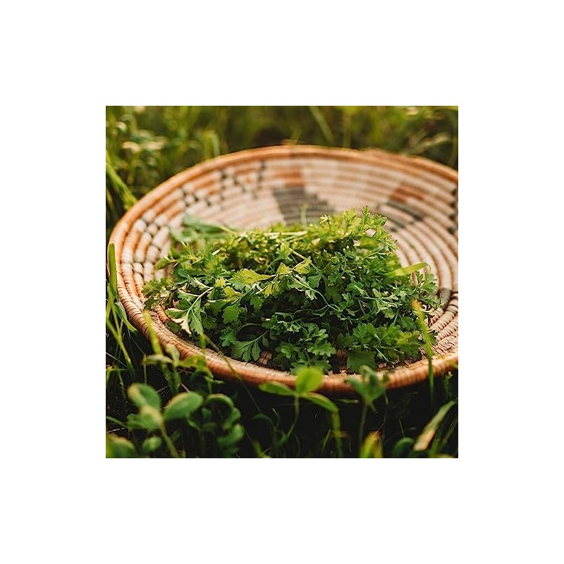 Garden Cress - 300Seeds - Heirloom & Open-Pollinated Variety, non-GMO