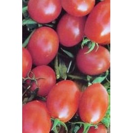Southeast Seeds Crovarese Italian Grape Tomato Seeds, NON-GMO, Variety Sizes, FREE SHIPPING - 1250 Seeds or 1/8 OZ