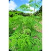 Uses 100% Moringa Leaf from Kumamoto Prefecture. 3.5 oz (100