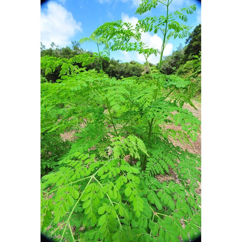Uses 100% Moringa Leaf from Kumamoto Prefecture. 3.5 oz (100