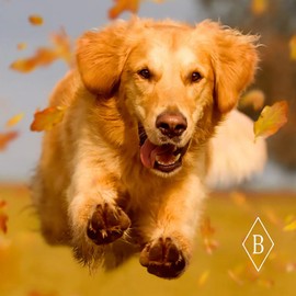 Breedwise Pet Provisions Mobility Dog Treats, Bacon-Flavored Bites, Glucosamine Dog Joint Supplement for Hip Health, 100 Bites, 450g (100 Chews, Peppered Bacon)