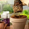 Myco Bliss Granular (200 g) - Mycorrhizal Fungi for Plants