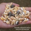 200 Pieces Shell Decoration, Aquarium Decoration Shells, Natural Shell Crafts,