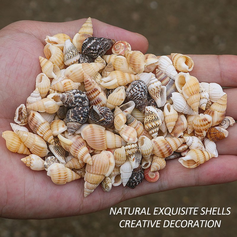 200 Pieces Shell Decoration, Aquarium Decoration Shells, Natural Shell Crafts,