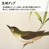 Noren Workshop 11676 Noren Bird Sekirei Tapestry Width 33.5 x