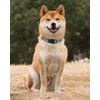 TagME Reflective Nylon Dog Collars, Adjustable Classic Dog Collar with