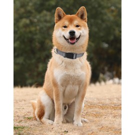 TagME Reflective Nylon Dog Collars, Adjustable Classic Dog Collar with Quick Release Buckle for Medium Dogs, Grey, 1.0" Width