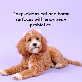 Clean Revolution SuperCharged All Purpose Cleaner Refill with Smart Probiotic + Enzyme Complex, Multi-Surface Kitchen Bathroom & Floor Cleaner, Seaside Lavender, 18 oz (Pack of 1)