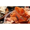 Sokai no Additive Roasted Dashi (100% Natural Material), 1.7 oz